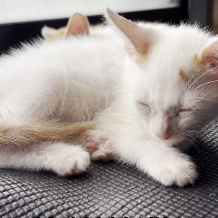 おもちときなこ