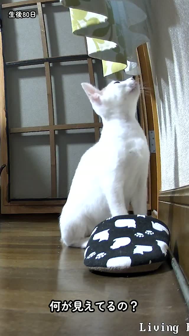 上ばかり見つめるおもちの視線の先 🔍