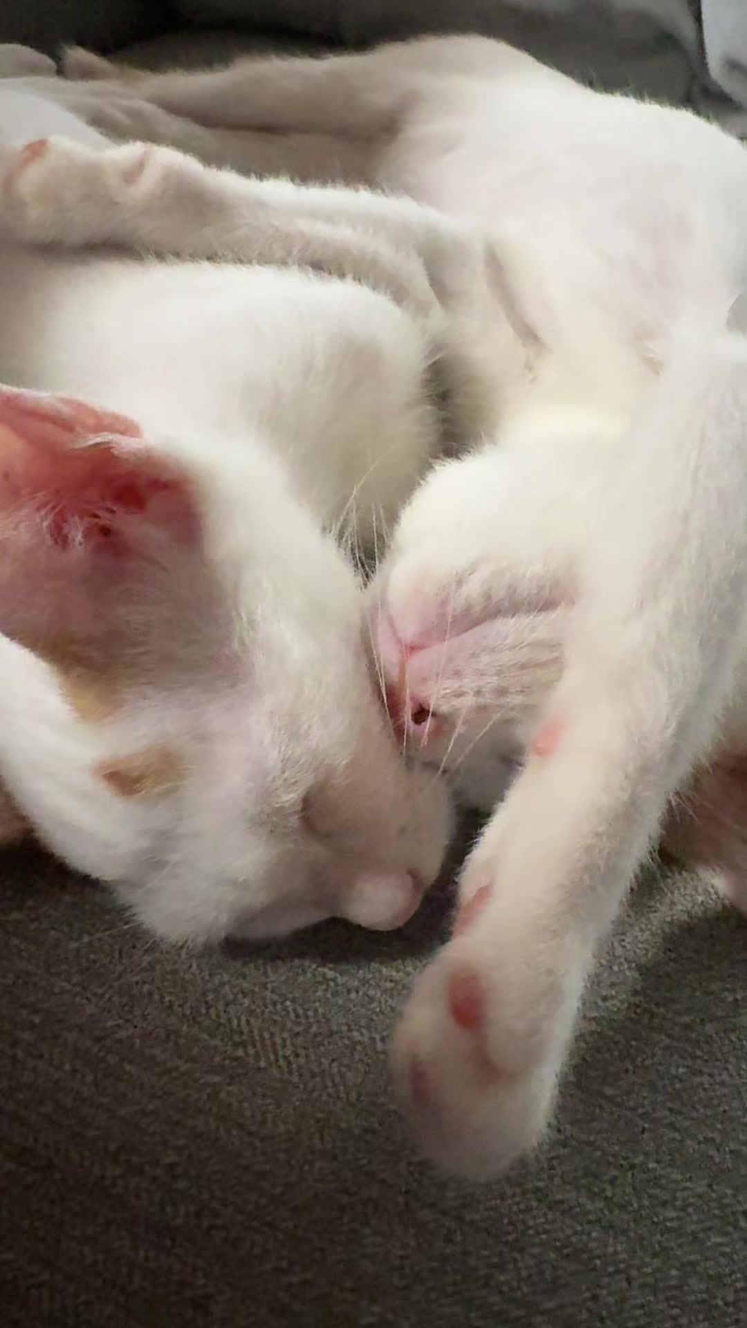きなことおもち💤 #猫 #kitten #保護猫 #保護猫のいる暮らし
