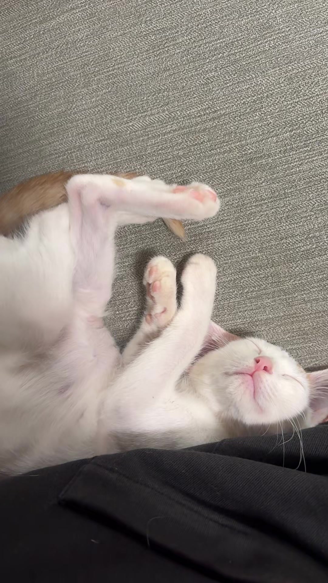 初めてのワクチン打ったから？いつも以上に甘えんぼなおもち🐈ずっと隣にいます😌 #猫 #kitten #保護猫のいる暮らし #保護猫 #甘えん坊猫